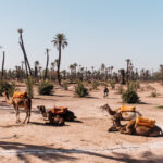 中東成為全球再生能源增長最快市場之一