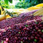 越南12/14咖啡現貨大跌、胡椒小回檔,顯示新季供給壓力升溫(圖翻攝自越南企業雜誌)