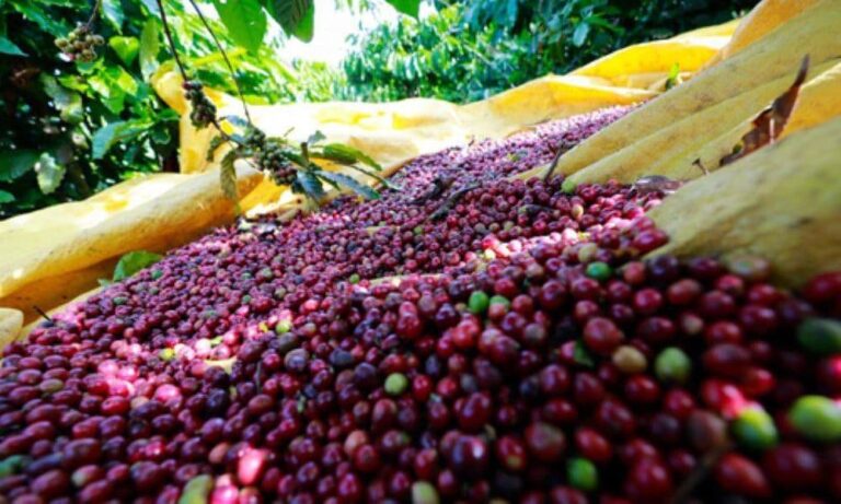 越南12/14咖啡現貨大跌、胡椒小回檔，顯示新季供給壓力升溫(圖翻攝自越南企業雜誌)