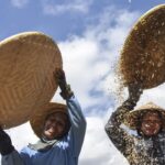 印尼農民以竹編簸箕揚穀，進行稻穀後段乾燥與去雜作業。印尼政府表示，隨國內產量與庫存回升，計畫自2026年起停止進口稻米、消費用白糖與玉米，主打「糧食自給」政策。（圖／安塔拉通訊社）