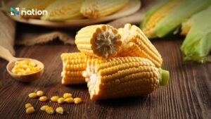 泰國自2026年1月起要求進口飼料玉米須具「禁燒」來源證明，以降低農業燃燒造成的PM2.5風險。圖／翻攝自《民族報》（The Nation Thailand）