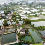 越南清化省Lưu Vệ社Tân Cổ村的紅鯉魚養殖區，農曆臘月21至22日進入收穫高峰期。養殖戶抽乾魚塘拉網捕撈，供應竈神節市場需求，今年批發價每公斤130,000-150,000越南盾。該村為越南北部最大紅鯉魚養殖集中地，養殖面積達數十公頃。圖片來源：越南勞動報 Báo Lao Động