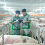 BAF豬場內部畫面。圖 / Thời báo Tài chính Việt Nam