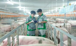 BAF豬場內部畫面。圖 / Thời báo Tài chính Việt Nam